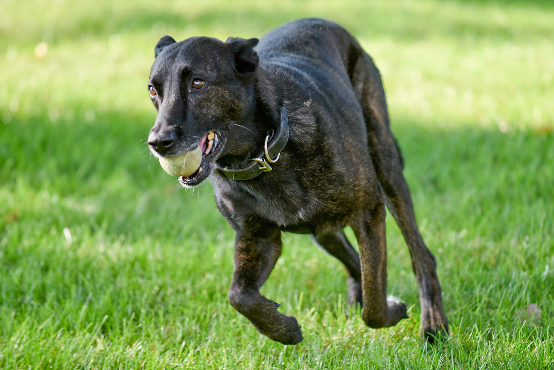 Retired K9